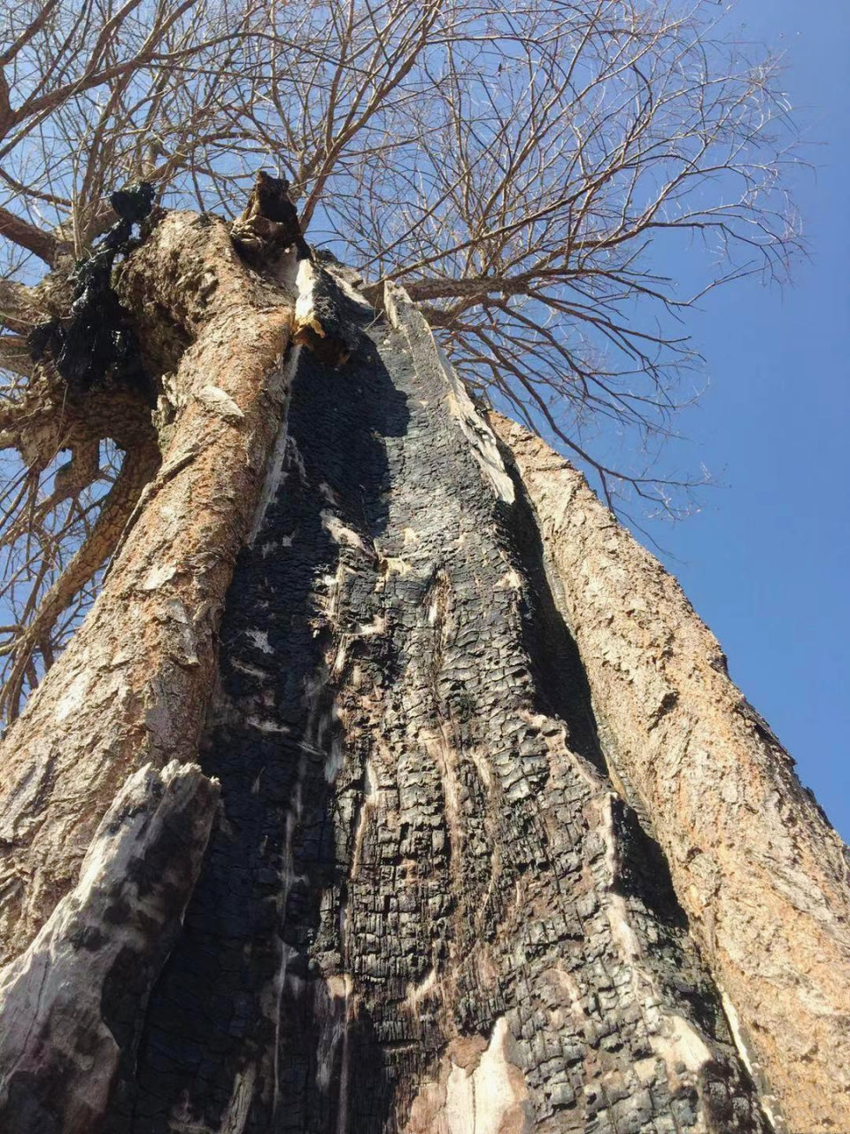 The Ancient Power of Lightning-Struck Wood: Nature’s Sacred Artifact