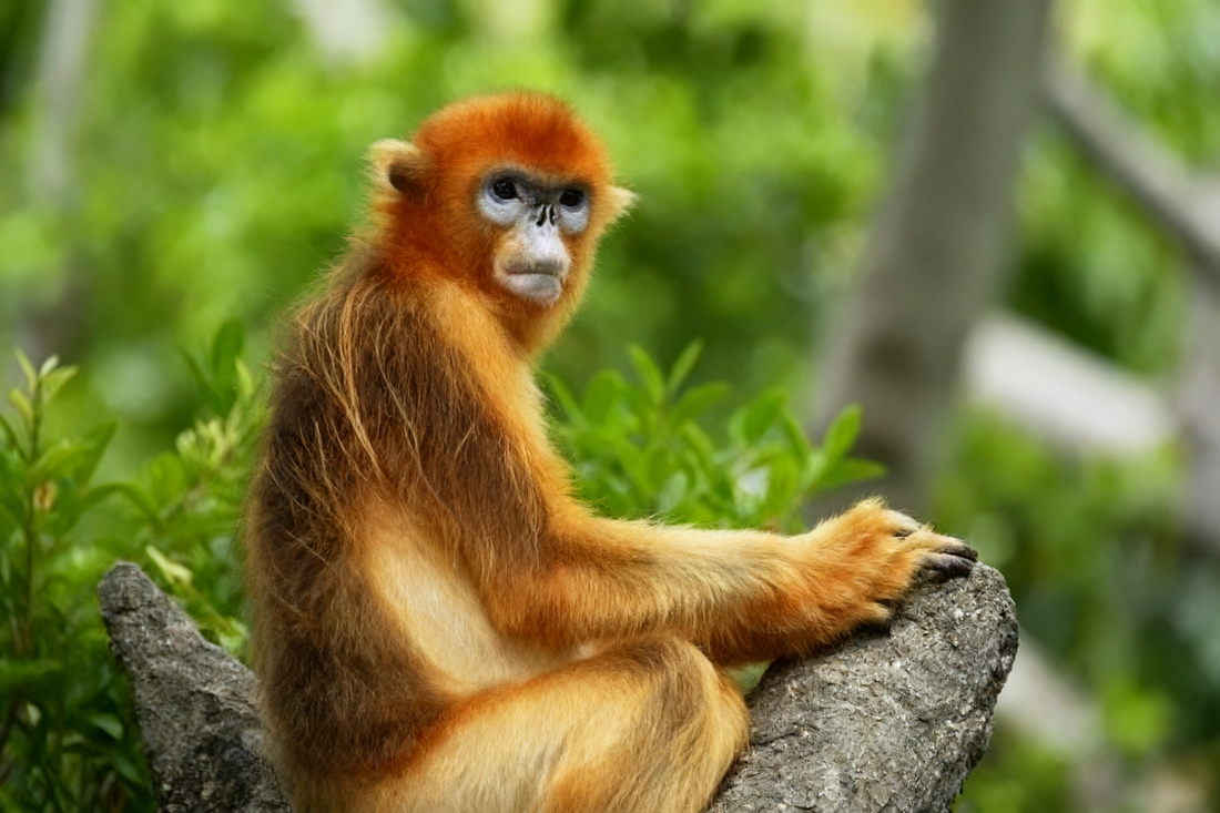 The Witty Genius: Unlocking the Quick Mind and Playful Charisma of the Monkey