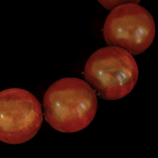 The Thunderwood Protector-Handmade Jujube Wood Bracelet for Men